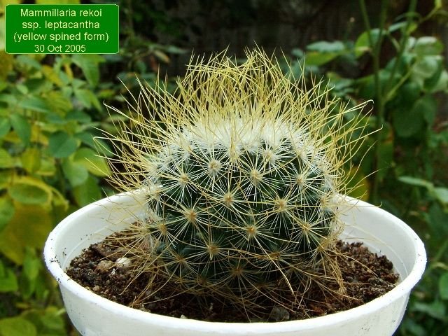 Mammillaria_ rekoi_ ssp. leptacantha (yellow spined form) 01